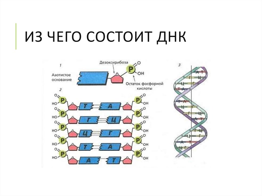 Структура цепи днк. Из чего состоит молекула ДНК. Схема молекулы ДНК ЕГЭ биология. Строение ДНК генетика. Молекула ДНК состоит из.