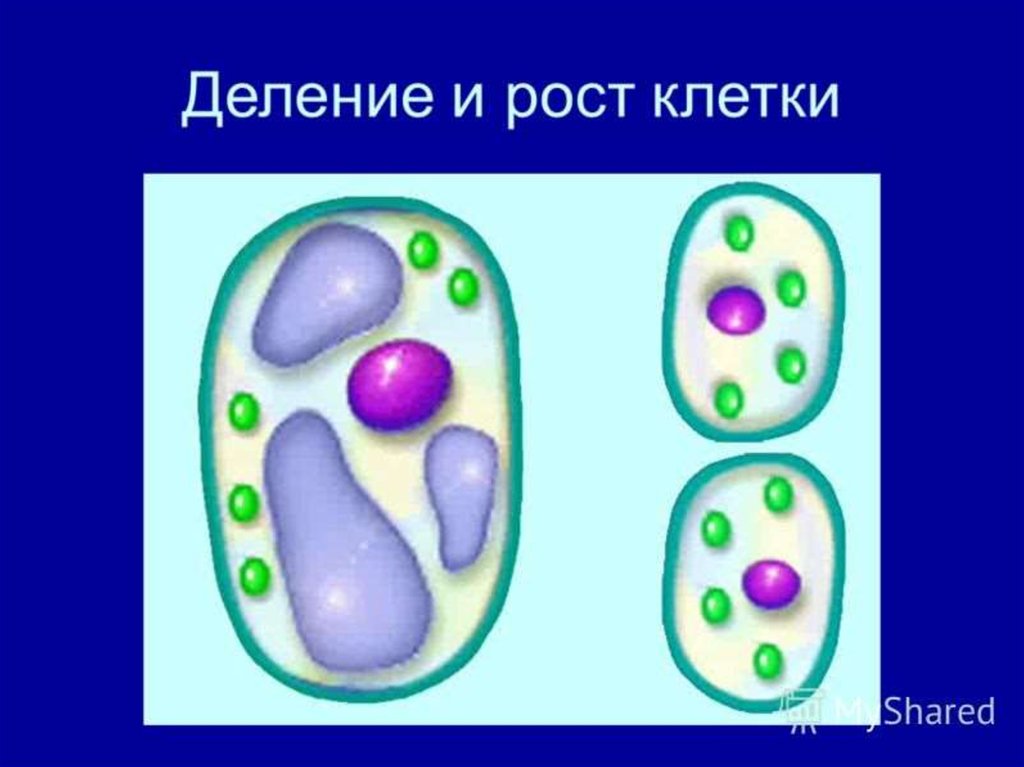 Рост растительной клетки рисунок