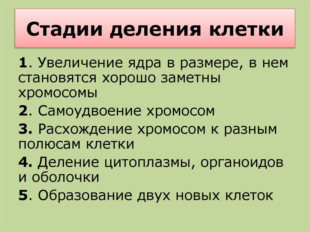 Жизненные процессы клетки