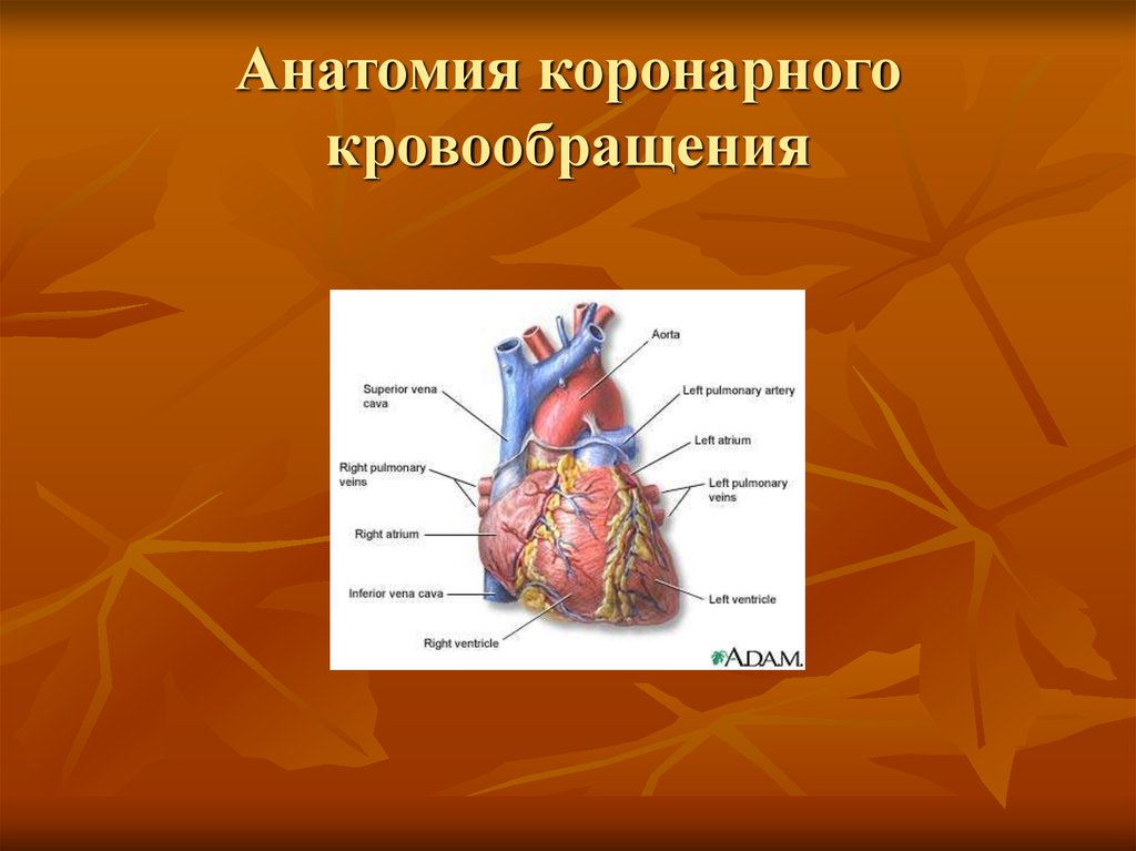 Ишемическая болезнь сердца презентация на английском языке