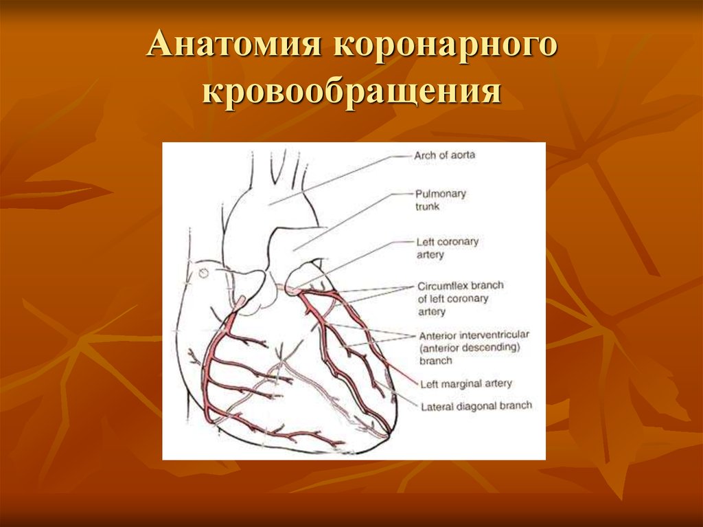 Коронарное кровообращение схема