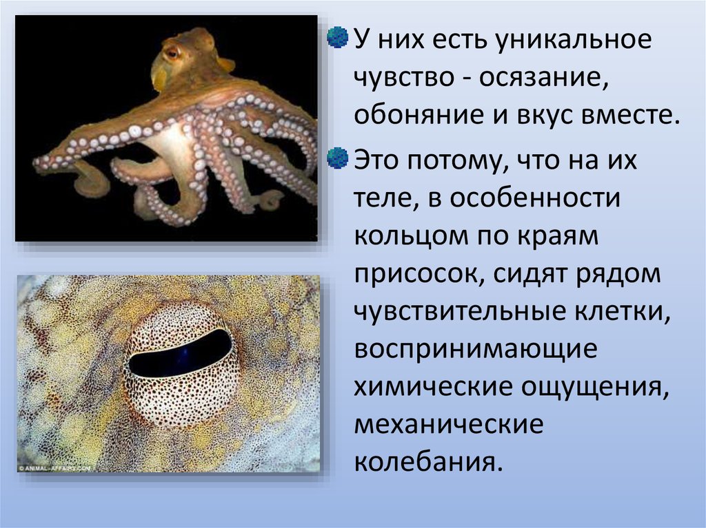 Группе относится осьминог. Презентация на тему Осьминоги. Осьминог для презентации. Осьминог интересные факты. Сообщение о осьминоге.
