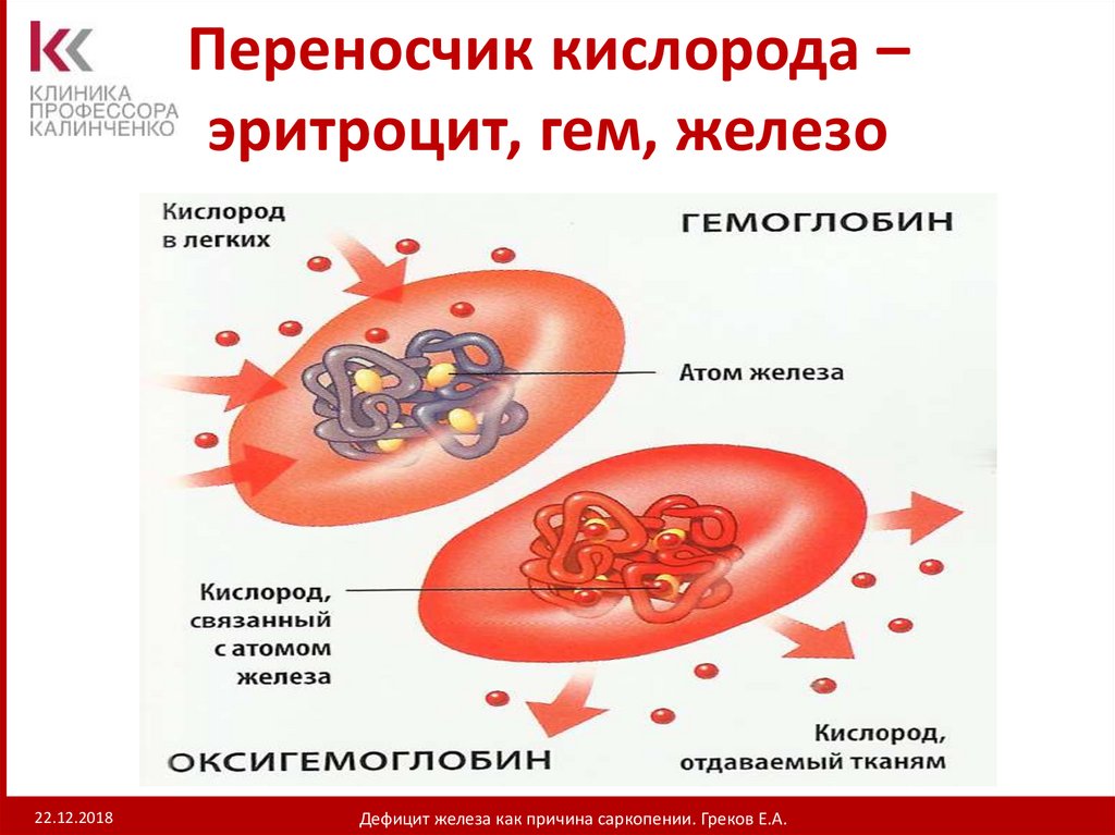 Соединение кислорода в крови. Гемоглобин соединяется с кислородом. Соединение гемоглобина с кислородом. Эритроциты гемоглобин железо. Соединения гемоглобина в крови.