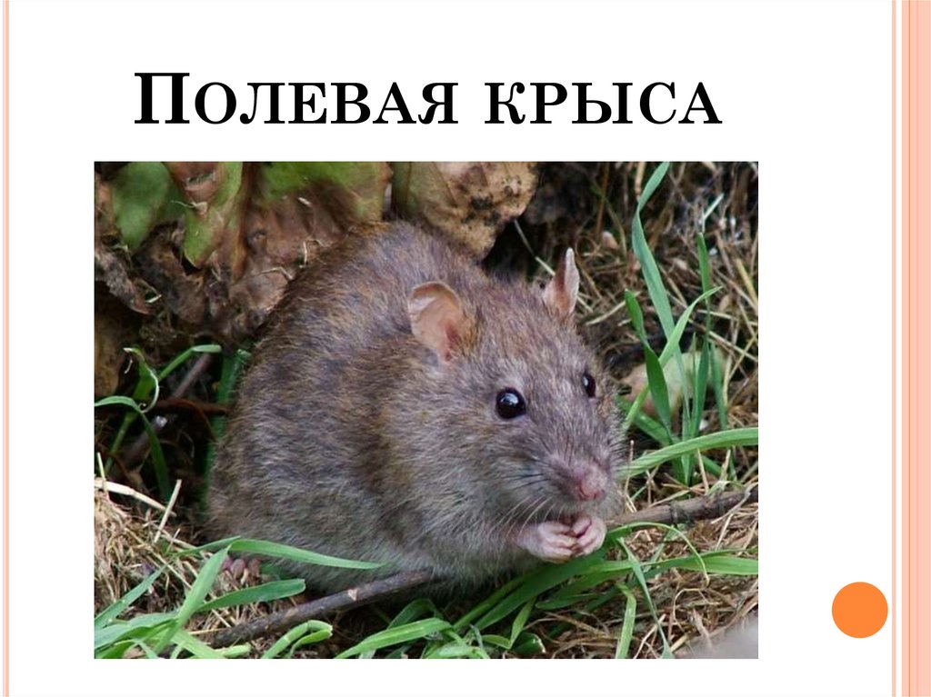Как отличить мышь. Полевая крыса. Крыса и мышь отличия. Мышь и крыса разница. Отличие мыши от крысы.