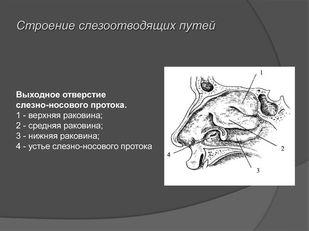 Слезная железа у млекопитающих. Анатомия слёзоотводящих путей. Строение слезоотводящих путей. Строение слезоотводящих путей глаза. Анатомия носослезного аппарата.