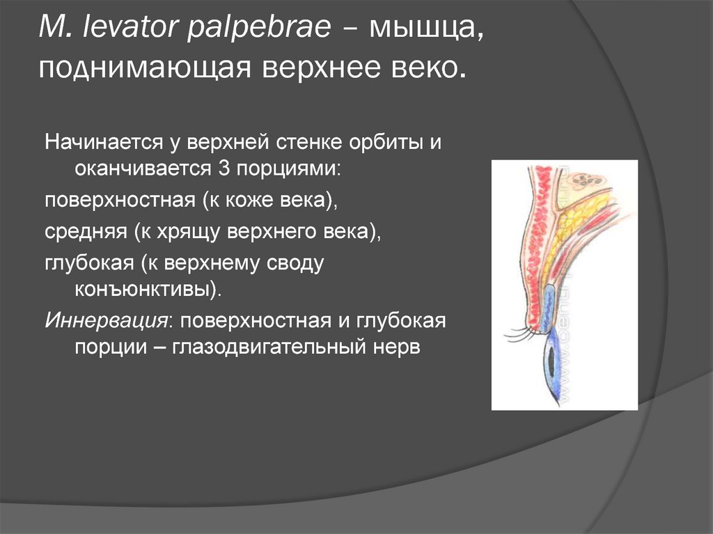 Веко мышцы. Апоневроз мышцы поднимающей верхнее веко. Мышца поднимающая верхнее веко иннервация. Мышца поднимающая верхнее веко анатомия. Мышца поднимающая верхнее веко топография.