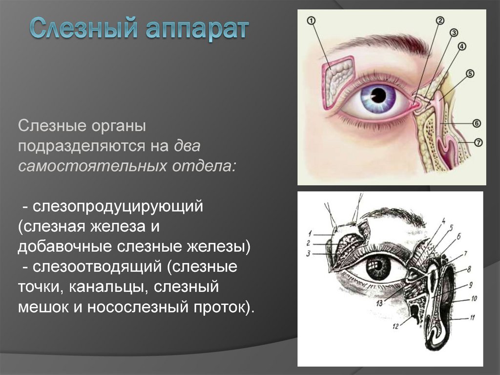 Секрет слезных желез. Строение глаза слезный мешок , железа. Строение слезной железы анатомия. Слезные железы строение и функции. Анатомические структуры слезного аппарата.