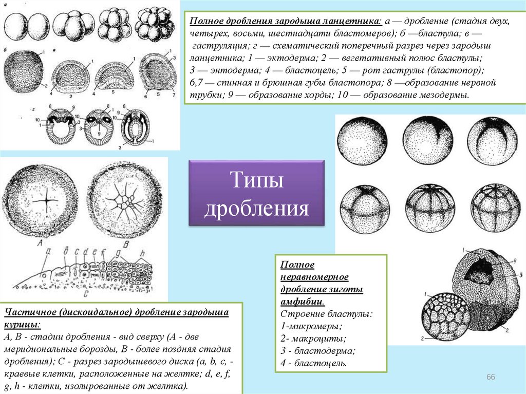 Индивидуальное развитие и размножение организмов презентация