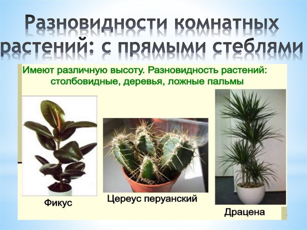 Разновидности комнатных растений: с прямыми стеблями
