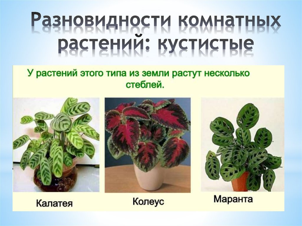 Комнатные растения виды с фото