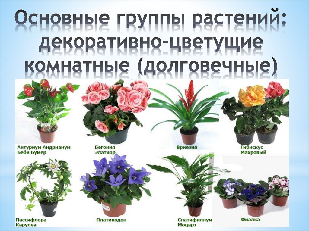 Основные группы растений: декоративно-цветущие комнатные (долговечные)