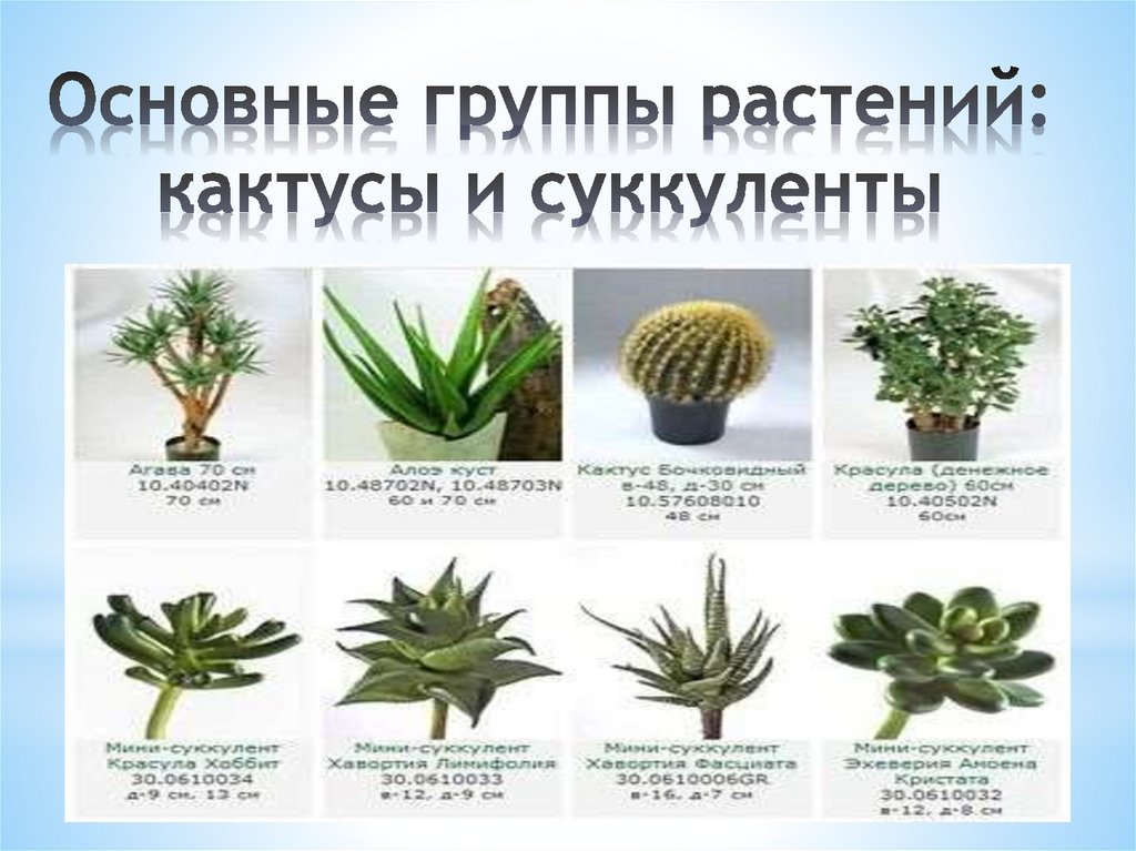 Основные группы растений: кактусы и суккуленты