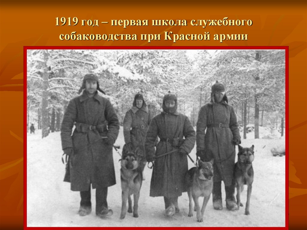 Собаки в годы вов. Школа военного собаководства РККА. Собаки разведчики в годы Великой Отечественной войны. Собаки на войне. Собаки разведывательной службы.