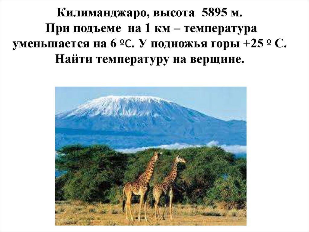 У подножья температура. Килиманджаро гора на вышине. Килиманджаро 5895 м. Гора Килиманджаро высота. Килиманджаро средняя высота.