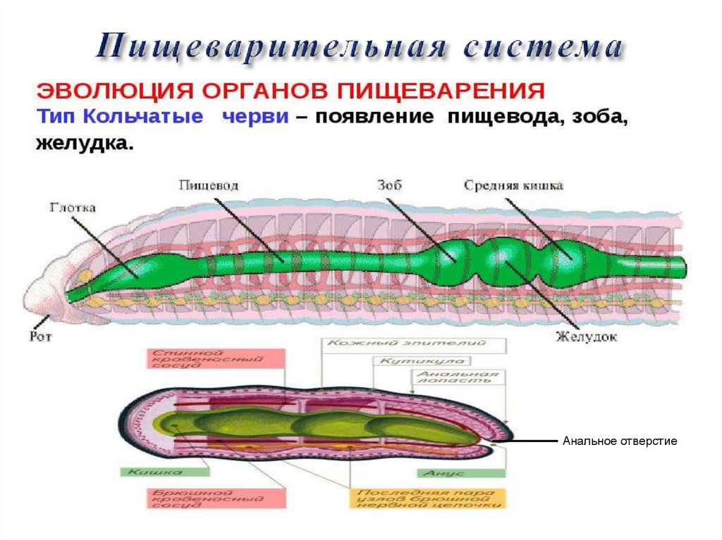 Слои кольчатых червей. Кольчатые черви строение пищеварительной системы. Пищеварительная система кольчатых червей рисунок. Тип пищеварительной системы у кольчатых червей. Пищеварительная система кольчатых червей схема.