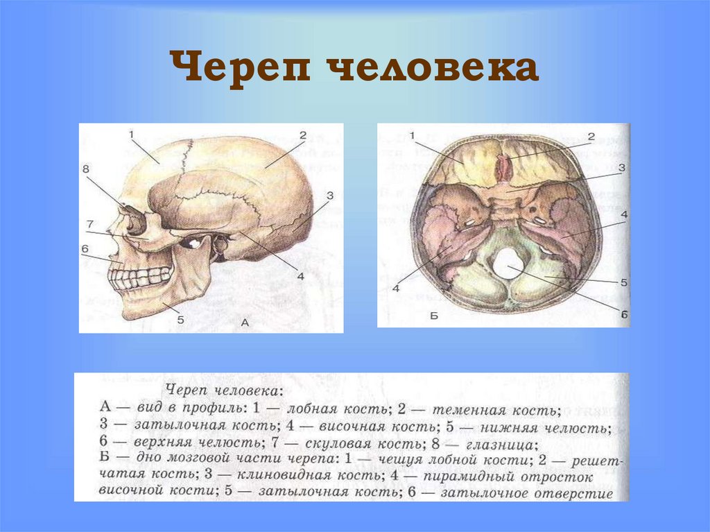 Череп человека рисунок биология