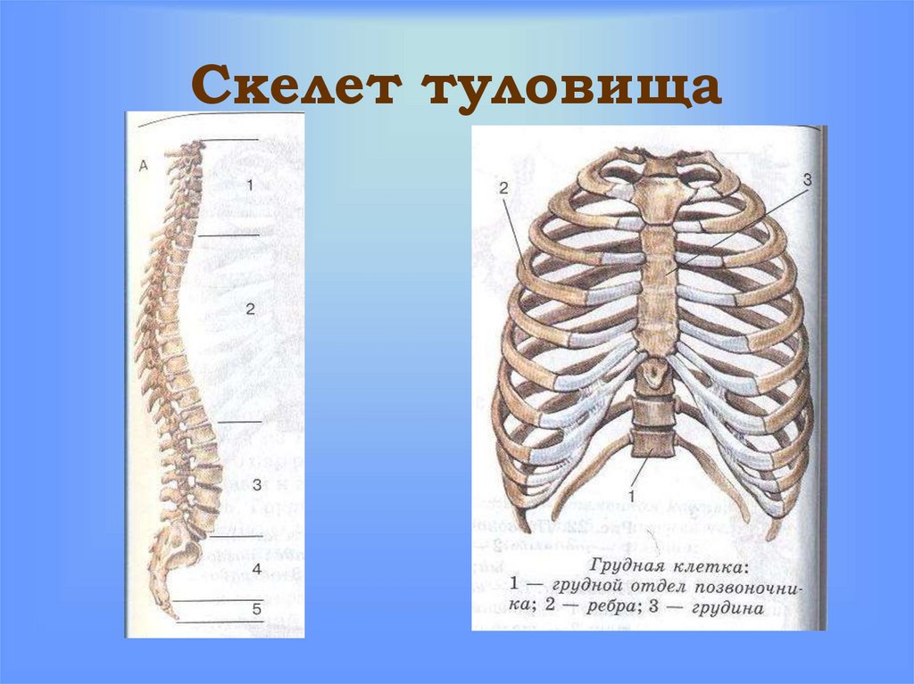 Скелет туловища человека анатомия рисунок с подписями