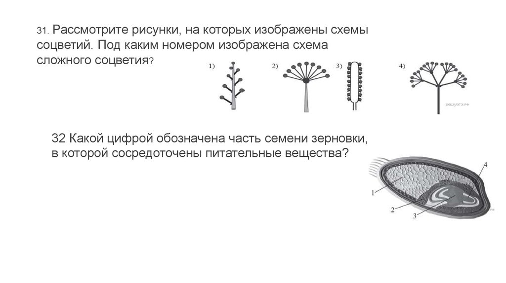 Укажите под какими номерами на рисунке изображены простые а под какими сложные соцветия