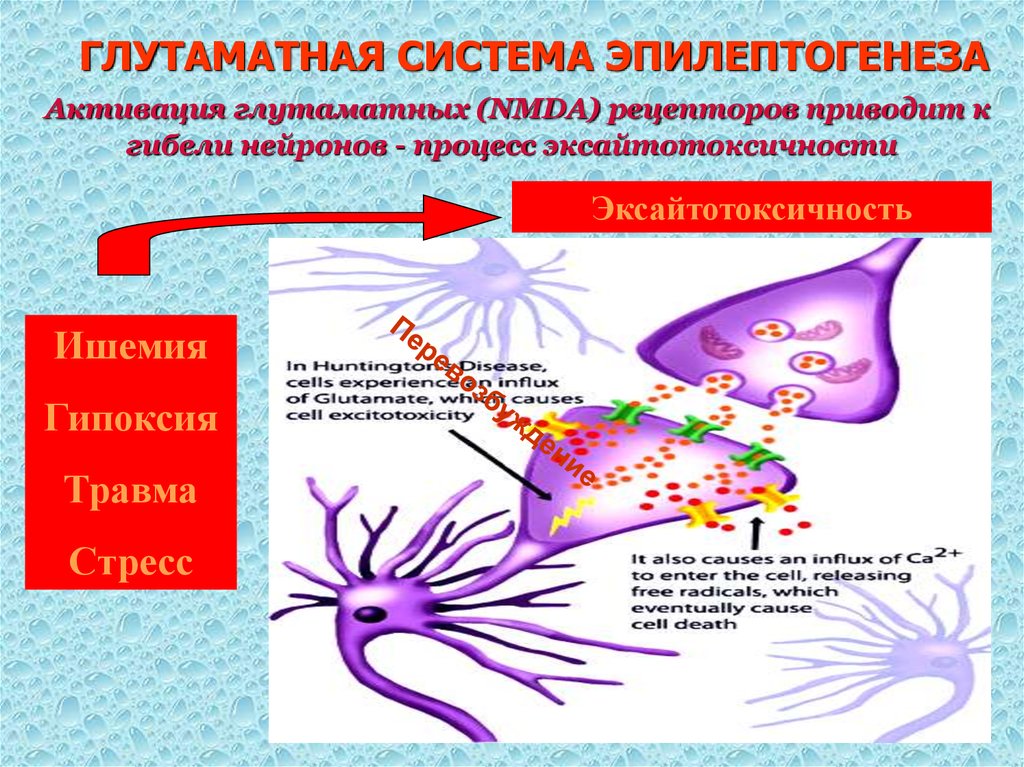 ГЛУТАМАТНАЯ СИСТЕМА ЭПИЛЕПТОГЕНЕЗА Активация глутаматных (NMDA) рецепторов приводит к гибели нейронов - процесс