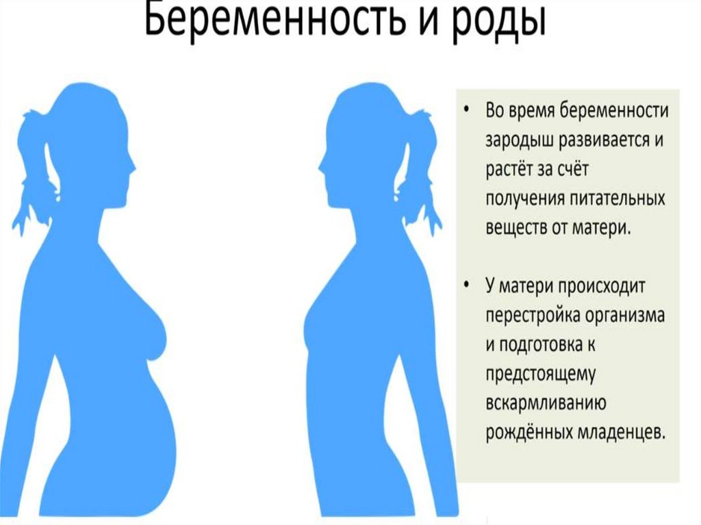 Беременность и роды 8 класс биология. Беременность и роды биология. Беременность биология 8 класс. Беременность и роды схема.