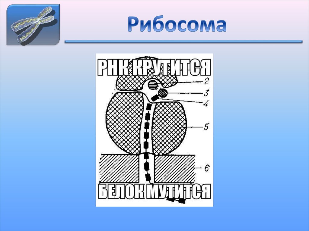 Рибосомы рисунок схематично в клетке