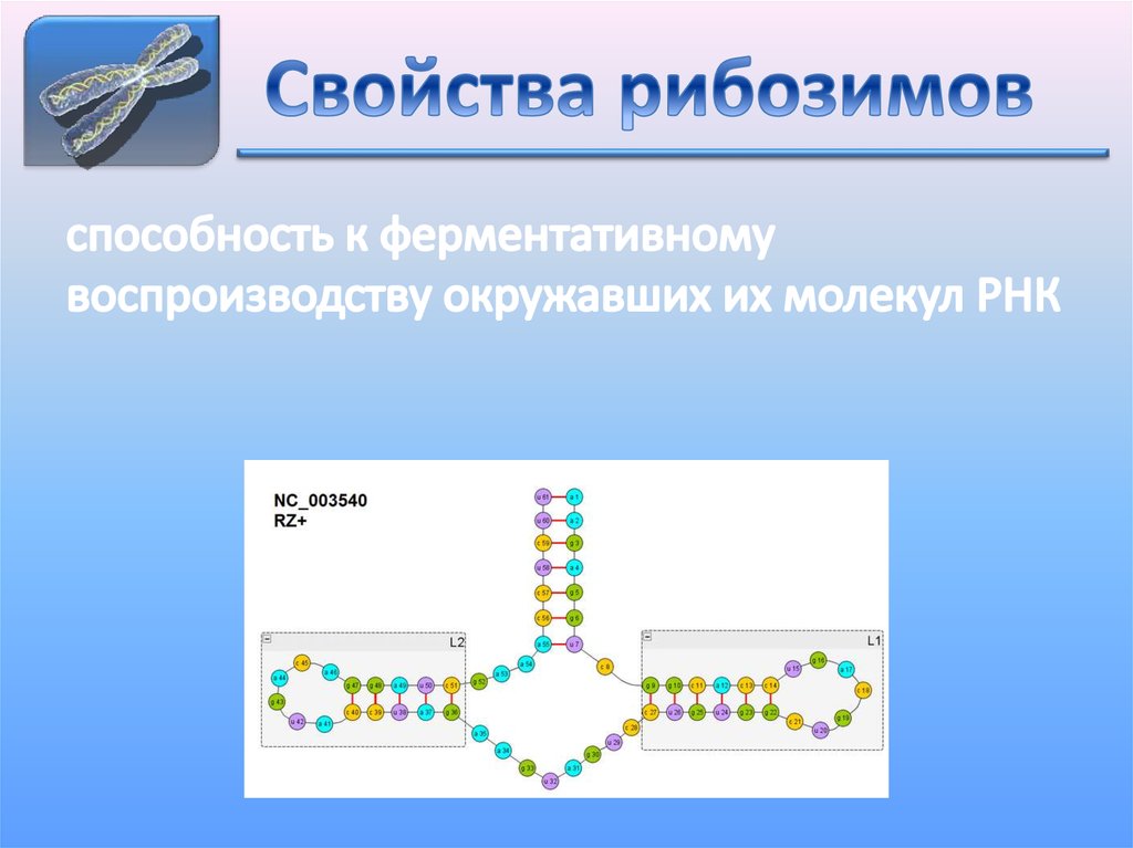 Свойства рибозимов