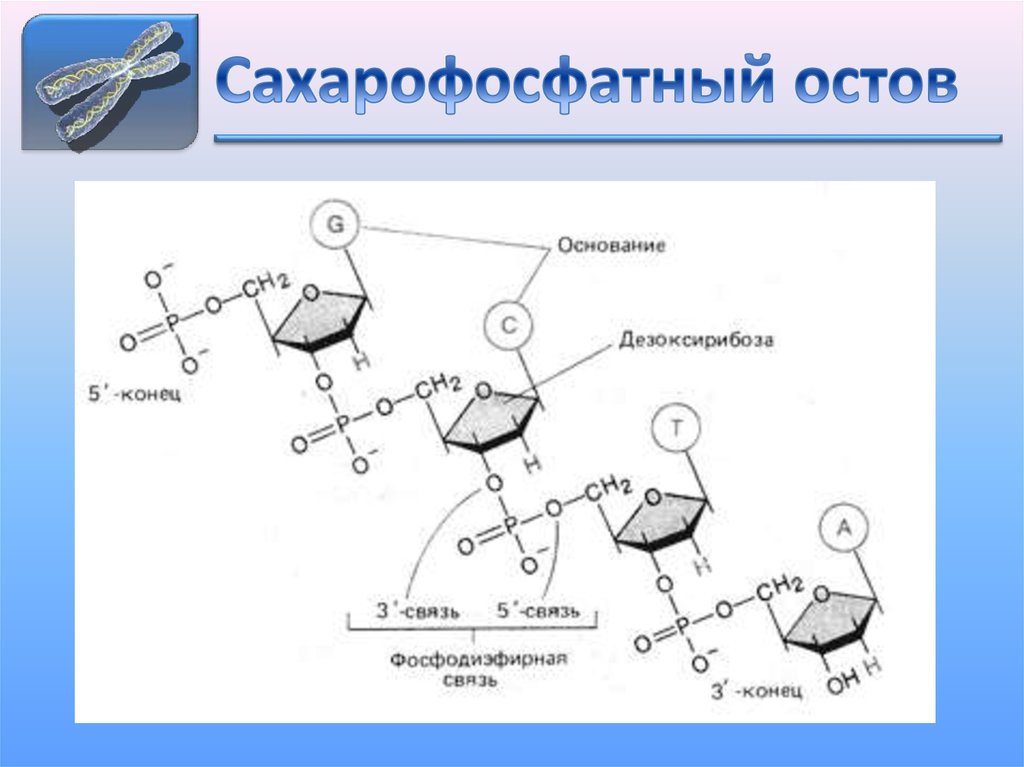Сахарофосфатный остов
