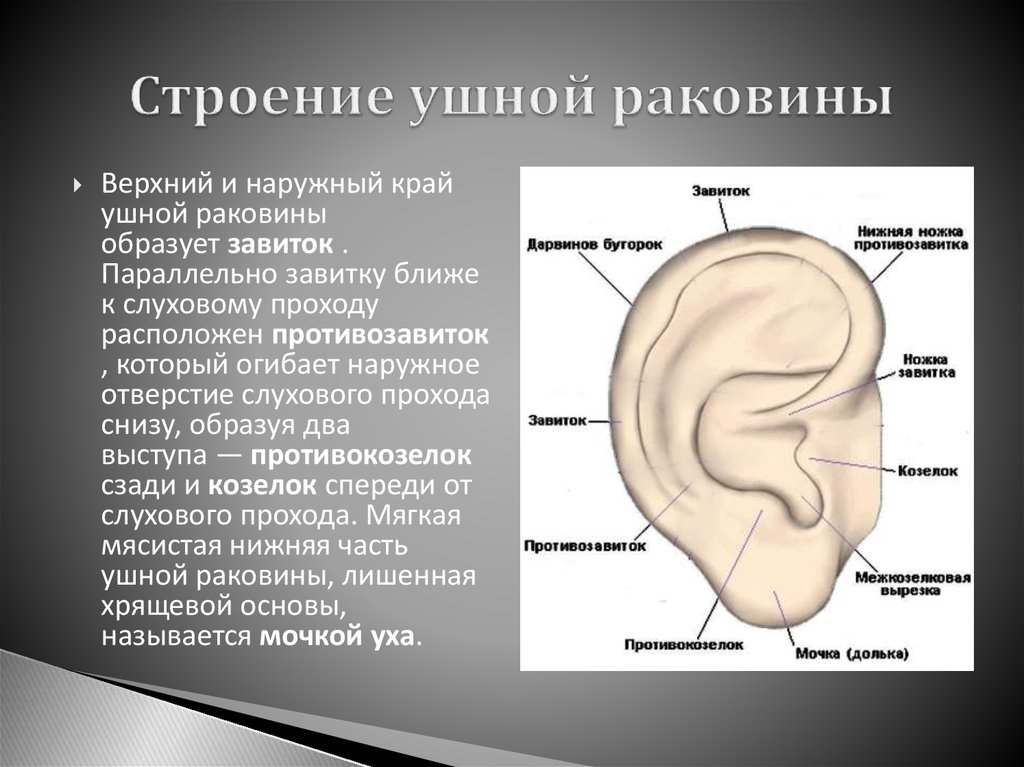 Особенности ушной раковины. Козелок ушной раковины анатомия. Строение ушной раковины. Строение ушной раковины человека.