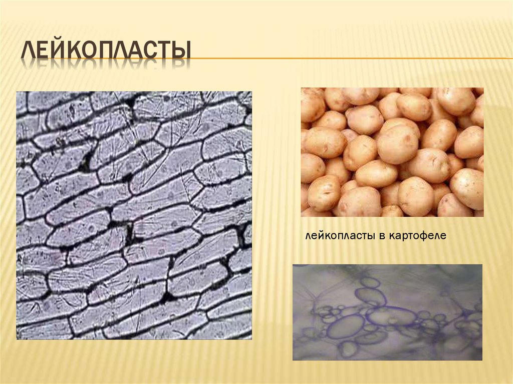 Строение клетки картофеля