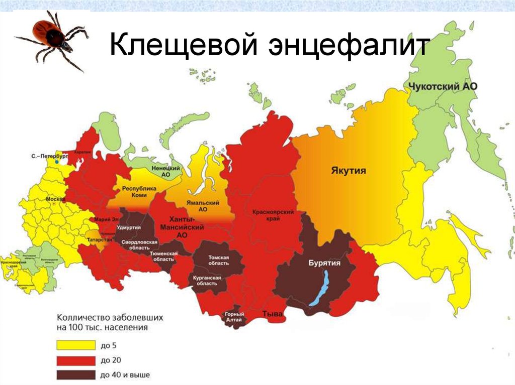 Карта клещевого энцефалита в россии