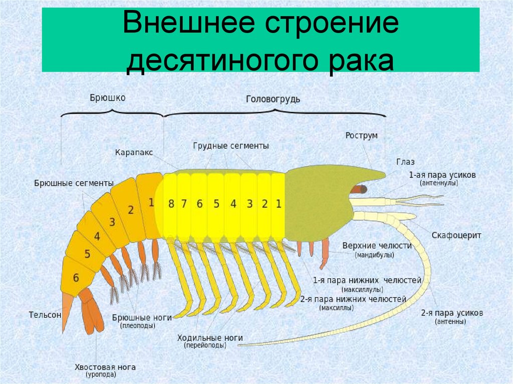 Бич членистоногих это. Членистоногие внешнее строение. Внешнее строение десятиногих. Сегменты членистоногих.