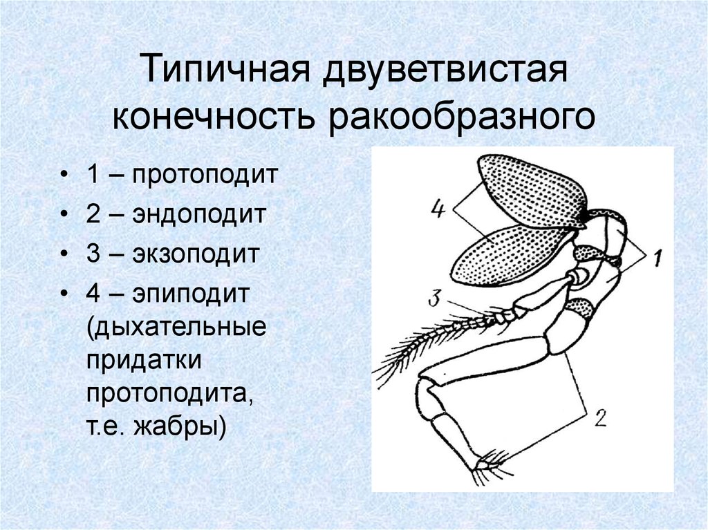 Двуветвистая конечность ракообразных схема