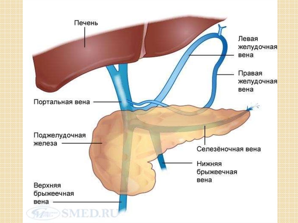 Железо в венозной крови. Поджелудочная железа селезеночная Вена. Портальная Вена анатомия. Воротная Вена и селезеночная Вена. Венозный отток поджелудочной железы схема.