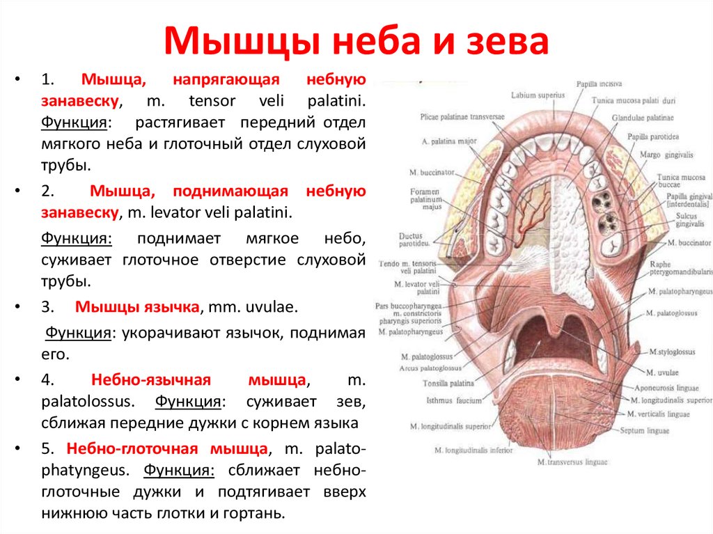 Полость рта представлена. Мышцы языка анатомия вид снизу. Строение ротовой полости человека сбоку. Строение ротовой полости вид сбоку. Кровоснабжение твердого неба анатомия.