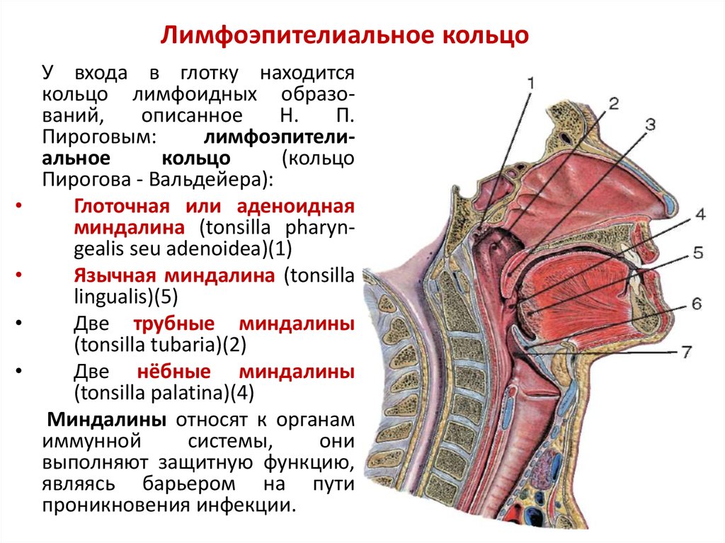 Дыхательная латынь. Лимфоэпителиальное глоточное кольцо Пирогова-Вальдейера. Лимфаденоидное глоточное кольцо Вальдейера-Пирогова. Лимфоэпителиальное глоточное кольцо анатомия. Кольцо Пирогова Вальдейера анатомия.