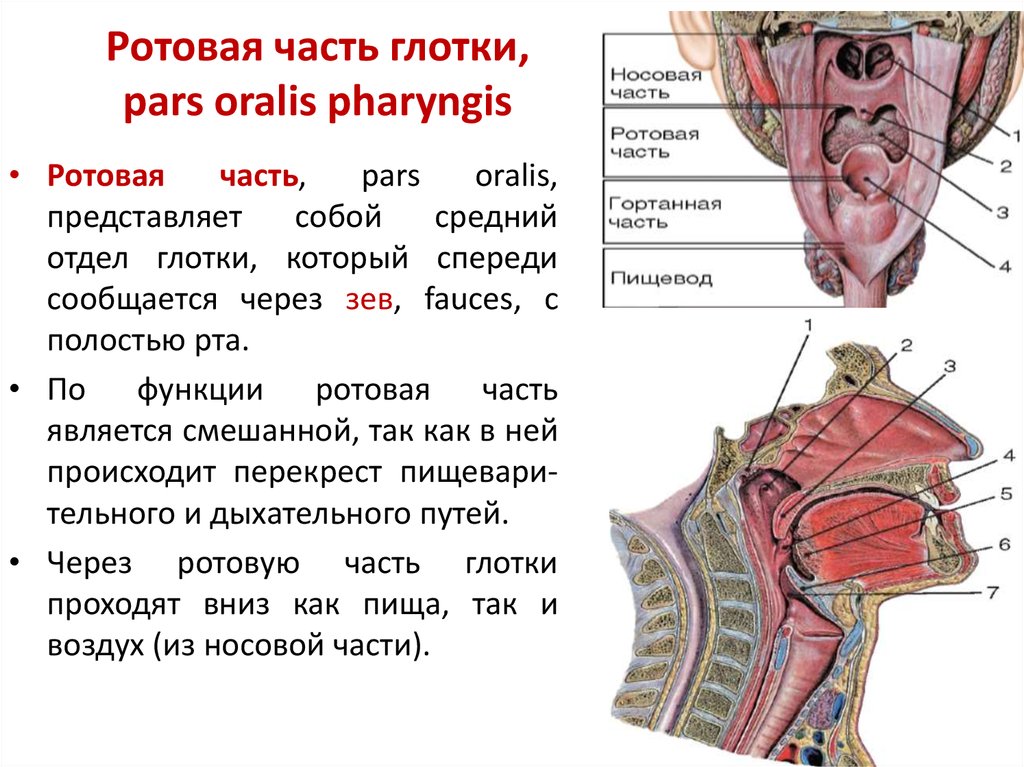 Глотка имеет стенки. Носовая часть глотки строение. Слизистая оболочка носовой части глотки. Слизистая оболочка носовой части глотки (pars Nasalis pharyngis):. Носовая часть глотки анатомия строение.