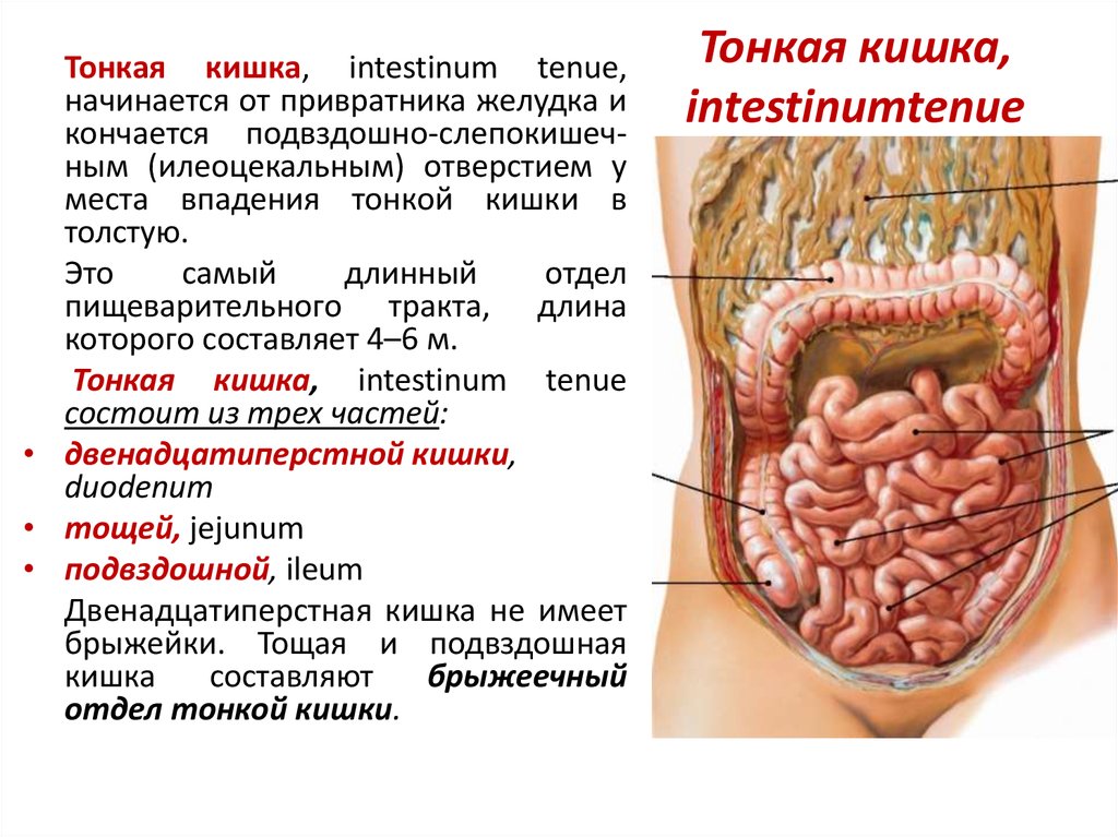 В состав какой системы входит толстый кишечник. Тонкая кишка кишка строение. Тонкая кишка отделы строение. Тонкий кишечник строение анатомия. Анатомия тонкого кишечника человека схема.