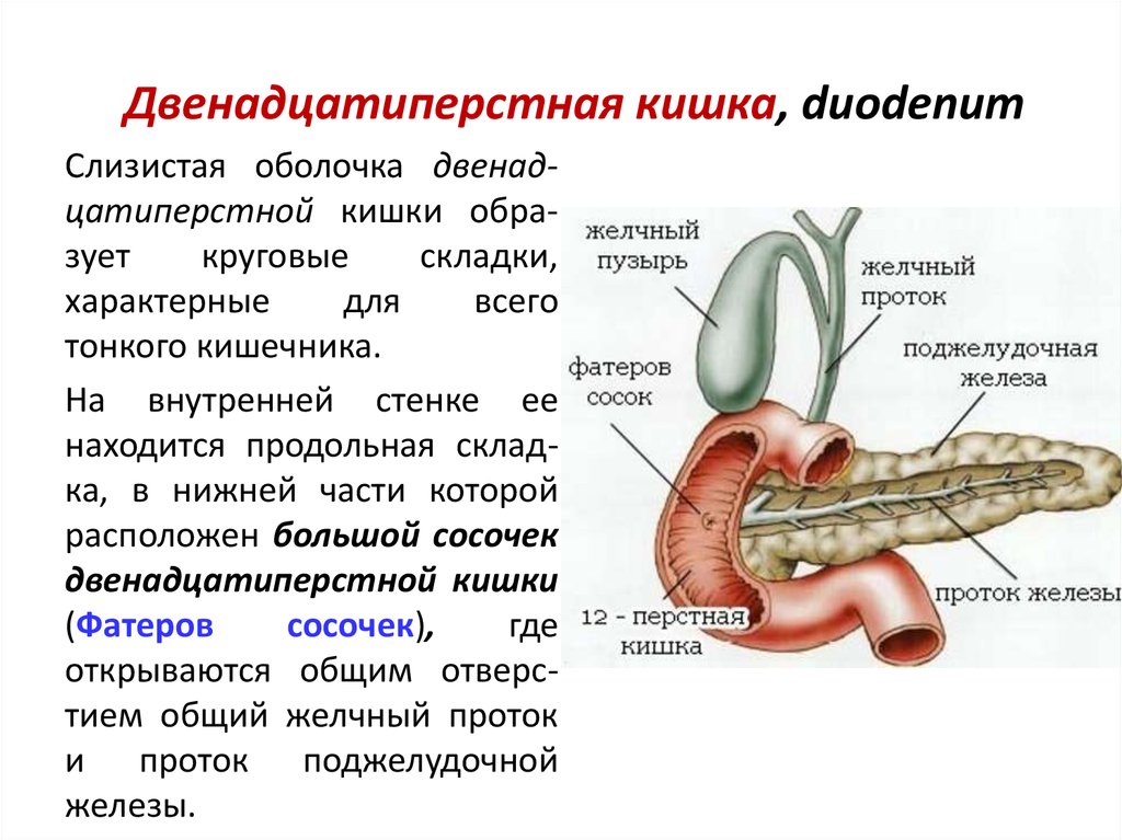 Какие функции выполняет желчь и поджелудочная. 12 Перстная кишка строение и функции. 12 Перстная кишка анатомия строение и функции. Строение и функция 12пёрстной кишки у человека. 12 Ти перстная кишка анатомия строение и функции.