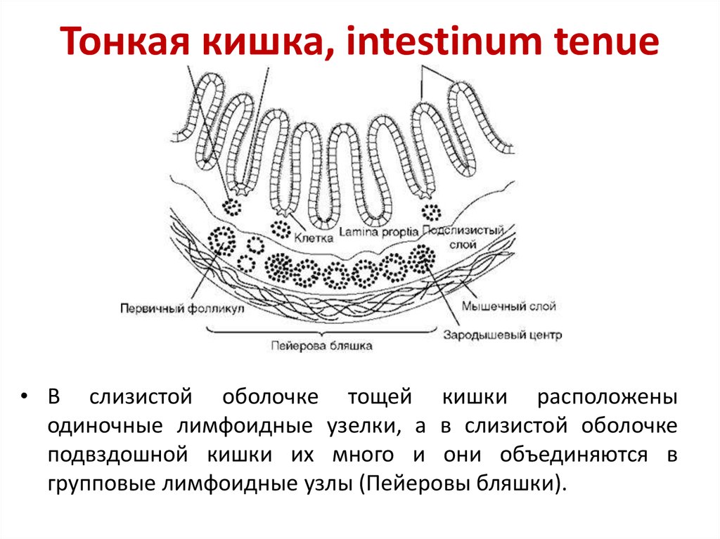 Тонкая кишка (intestinum tenue) функции. Тонкая кишка Спланхнология.