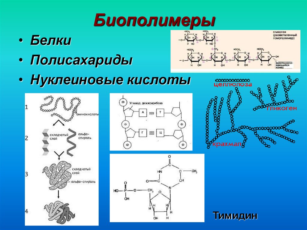 Белки биополимеры