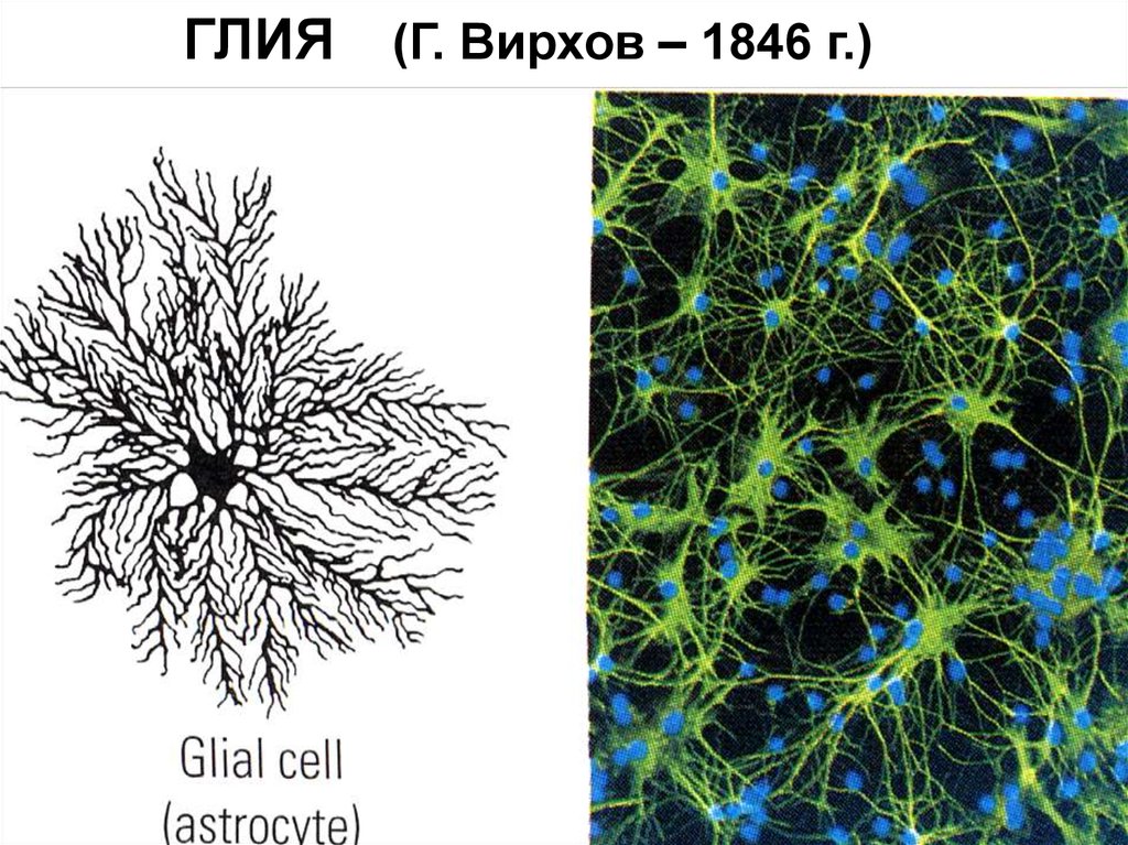 Глиальные клетки. Глия и нейроглия это. Клетки глии. Нейрон глия мозг. Глия клетки.