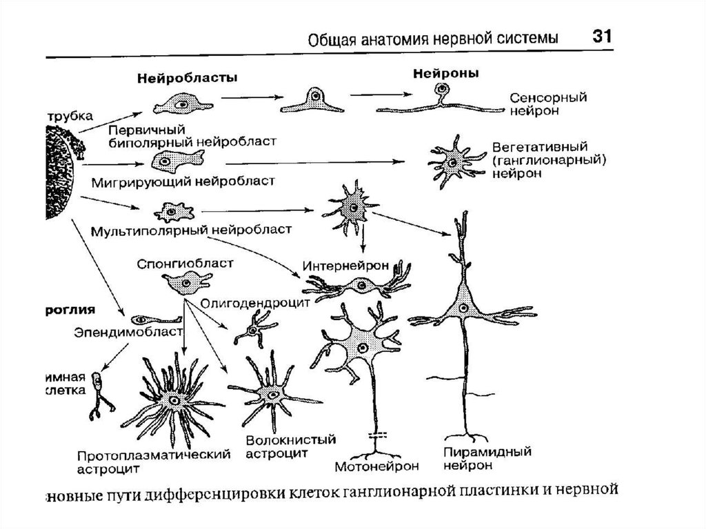 Основные свойства нервной ткани. Микроструктура нервной ткани. Микроструктура нервной системы. Дифферон нервной ткани. Микроструктура нервной ткани таблица.