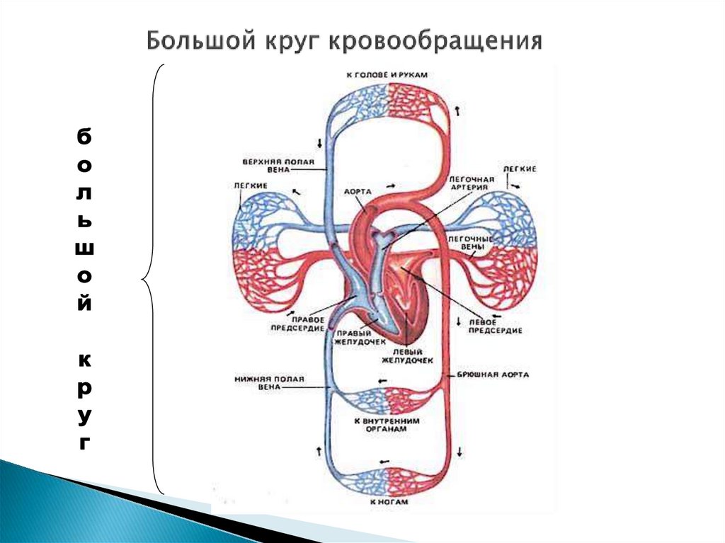 Система кровообращения человека состоит. Малый и большой круг кровообращения человека схема. Сосуды большого круга кровообращения схема. Малый круг кровообращения схема сосудов. Логическая схема сосуды малого круга кровообращения.
