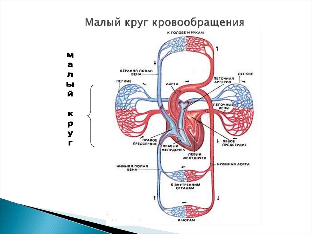 Круги кровообращения сердца схема