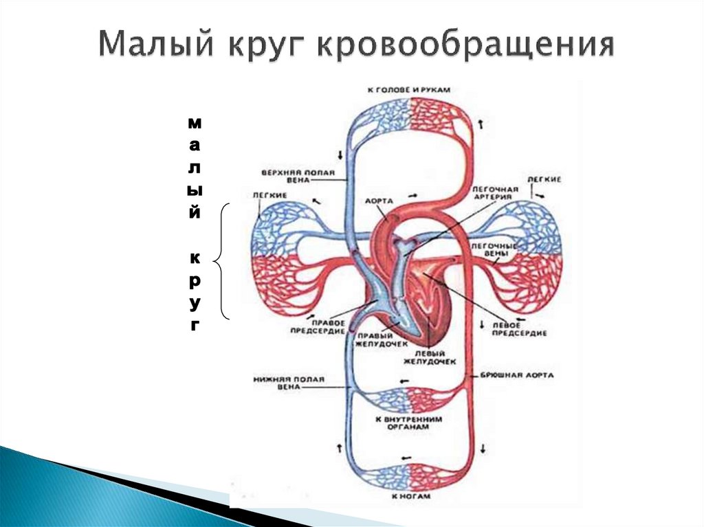 Фото большой круг кровообращения