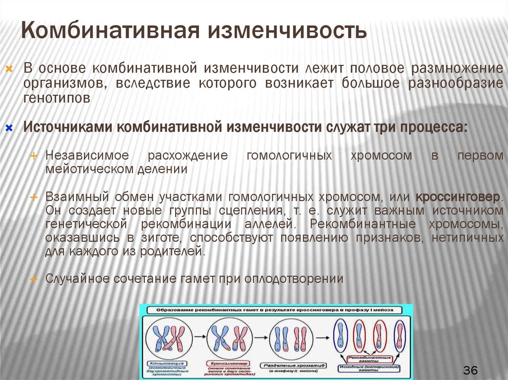 Комбинативной изменчивостью является