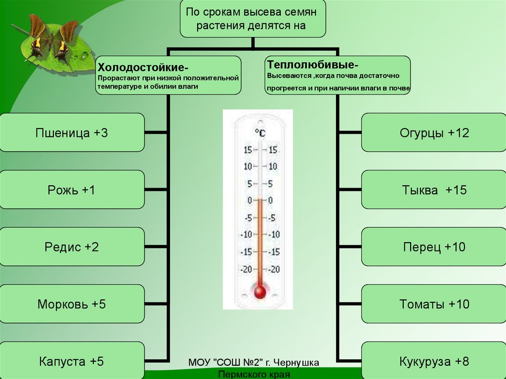 К теплолюбивым овощным растениям относятся