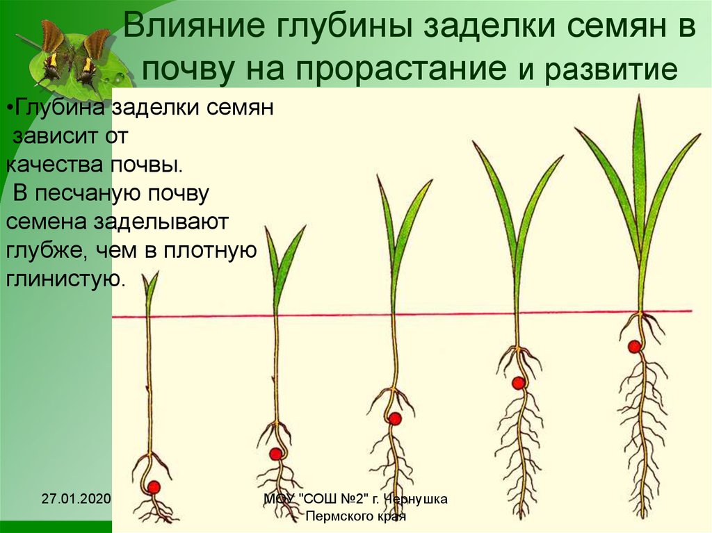 Сроки прорастания семян зависят. Проросток пшеницы схема. Глубина посева для прорастания семян. Глубина заделки семян. Глубина заделки семян зависит от.