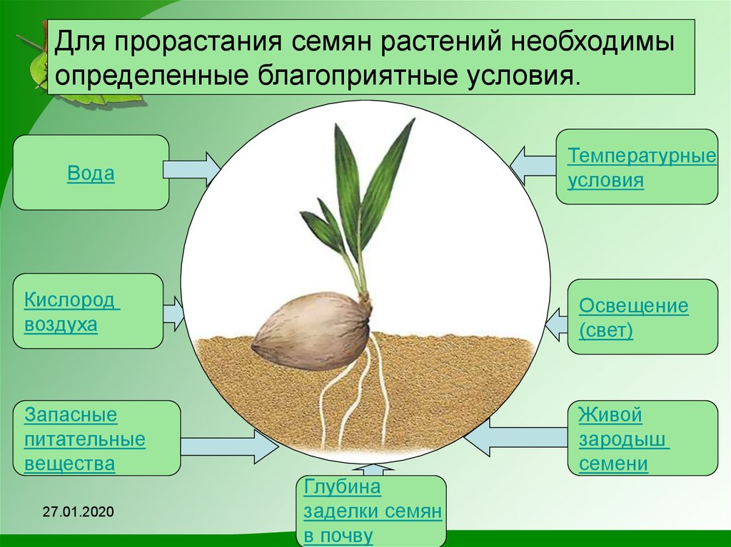 Прорастание семян 6 класс биология кратко