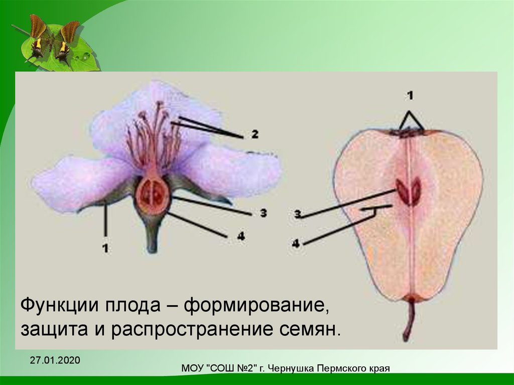 Органами размножения у цветка являются